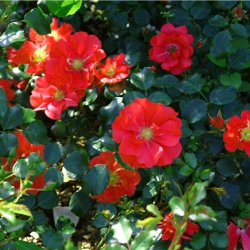 Rosa 'Rote The Fairy' - Roos 'Rote The Fairy'